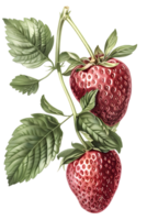 Illustration of Two Ripe Red Strawberries Hanging on a Branch with Green Leaves on Transparent Background for Graphic Design and Decorative Purposes png