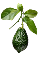 Isolated Avocado on Transparent Background Showing Detail of Textured Green Skin Attached to a Branch with Lush Green Leaves Under Studio Lighting png