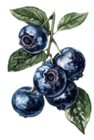 Illustration of Blueberries on a Branch with Green Leaves Isolated on a Transparent Background png