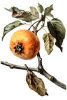 Isolated Branch with Ripe Apple and Brown Leaves on Transparent Background in Aged Botanical Still Life Style png