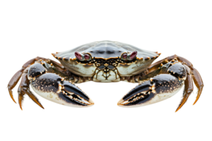 Isolated Brown Crab with Black Claws and White Spots on Transparent Background Close Up Arthropod Studio Shot png