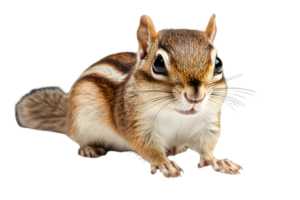 Isolated Chipmunk with Striped Fur Standing on Black Background png