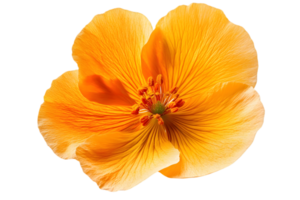 Isolated Bright Yellow Flower Blossom with Intricate Petal Pattern and Transparent Background Detailed Close Up png