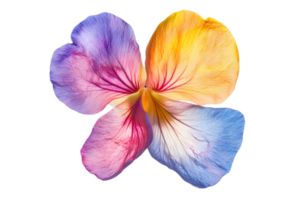 Isolated Close Up of Multicolor Petals Floral on Transparent Background for Graphic Design Element or Decorative Natural and Delicate Petal Pattern png