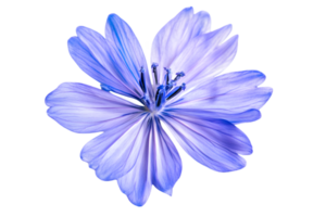 Isolated Common Chicory Flower with Blue Violet Petals on Transparent Background Showing Details of Flora a Botanical Artwork png