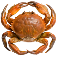 Detailed CloseUp View of a Crab Showing its Shell Texture and Claws png
