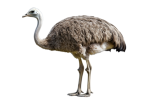 Isolated Gray Ostrich Portrait with a Transparent Background Depicting Feathered Avian Wildlife in its Natural Habitat png