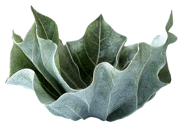 Isolated Green Leaves Forming Abstract Shape on Transparent Background in Detailed Macro Close Up Showing Veins Fibers and Organic Texture png