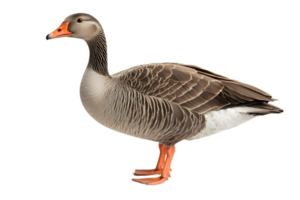 Isolated Greylag Goose with Gray Feathers and Orange Beak Standing on Transparent Background in a Side View Close Up Portrait png