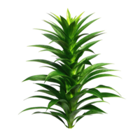 Green Dracaena Marginata Plant with Lush Foliage, Isolated on White Background, Showing Detailed Texture and Sharp Leaves png