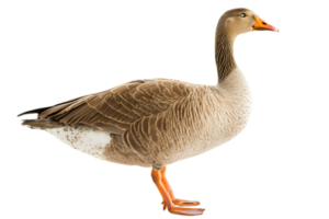 Isolated Goose with Gray Feathers and Orange Beak Standing on a Transparent Background in Natural Lighting Side View Close Up png