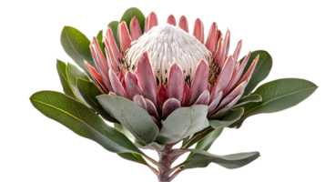 Isolated King Protea Flower with Transparent Background in Detailed Shot with Soft Lighting on Black Backdrop png
