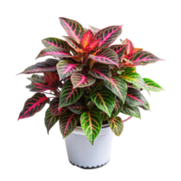 Red and Green Iresine Herbstii Plant in a White Pot png