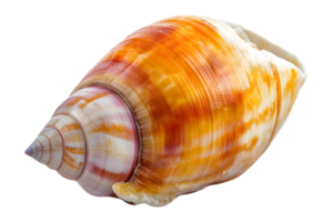 Isolated Orange and White Striped Seashell with Spiral Pattern on Transparent Background png