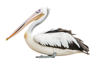 Isolated Pelican with White Plumage and a Long Beak Standing in Profile on a Transparent Background Detailed Feather Texture png
