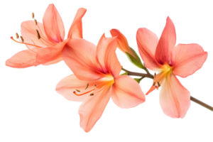 Isolated Orange Azalea Flowers Blooming with Transparent Background for Creative Projects and Design Elements with Vibrant Colors and Fresh Botanical Detail png