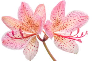 Isolated Pink Speckled Flower with Transparent Background in Detailed Close Up Shot png