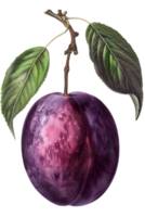 Isolated Purple Plum Fruit on a Branch with Leaves in Transparent Background png