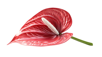 Isolated Red Anthurium Flower with White Spadix and Green Stem on Transparent Background png