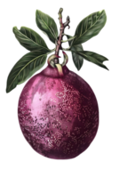 Isolated Ripe Purple Plum Fruit on Branch with Green Leaves Against Transparent Background in a Vibrant Botanical Illustration Still Life Artwork png