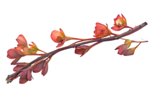 Isolated Red Leafy Branch on Transparent Background Botanical Still Life png