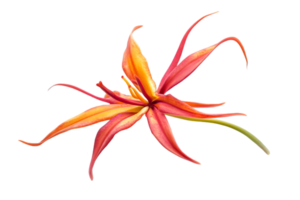 Isolated Vivid Orange and Red Exotic Flower with Transparent Background in Digital Style Art png