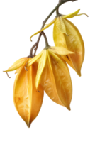 Isolated Yellow Starfruit Hanging on a Twig with Transparent Background for Creative Projects png