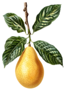 Isolated Yellow Pear with Green Leaves and Brown Branch on a Transparent Background for Botanical Illustration png