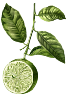 Lime Slice with Green Leaves and Branch on Transparent Background for Healthy Food and Botanical Illustration png