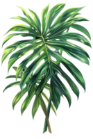 Lush Green Monstera Leaf Illustration with Watercolor Texture and Isolated on Transparent Background for Botanical Design Projects png