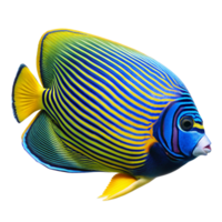 Striking Yellow and Blue Emperor Angelfish Swimming in Ocean png