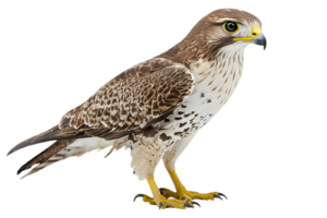 Majestic Falcon in Profile on Black Background With Sharp Focus and Detailed Feathers Displaying Natural Textures png