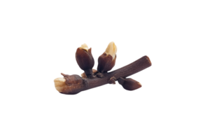 Macro Shot of a Brown Twig with Buds on Transparent Background Featuring Spring Growth and Natural Details in Clear Focus png
