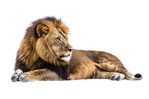 Majestic Lion Relaxing with Lush Mane in Profile View on Transparent Background png