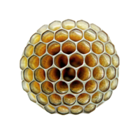 Closeup of a Spherical Honeycomb Structure Showing Intricate Details of Golden Hexagons png