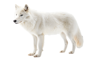 Magnificent Arctic Wolf with White Fur Posing on Transparent Background Isolated for Creative Projects png