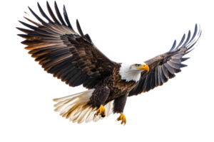 Majestic Eagle in Flight with Fully Spread Wings Against a Transparent Background png