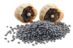 Dried Poppy Seeds and Pods png