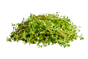 Fresh Thyme Bunch On Black Background png