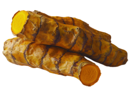 Group Of Fresh Turmeric Roots on transparent background png