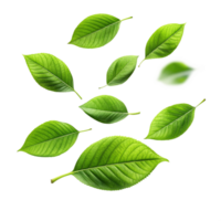 Collection of vibrant green leaves isolated on black background, showcasing various shapes and sizes, perfect for nature and botany themes png