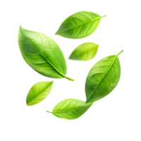 Vibrant Green Leaves Floating on Black Background A Stunning Display of Nature's Beauty png