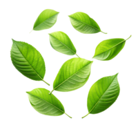 Collection of vibrant green leaves isolated on black background showing intricate leaf details and natural textures png