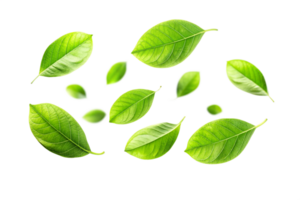 Vibrant Green Leaves and Buds Floating on Black Background Botanical Illustration png