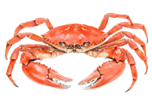 Red Crab Front View Illustration png