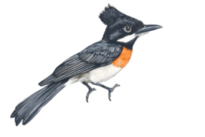 Side View Of Colorful Bird With Black Grey White And Orange Colors On Dark Background png