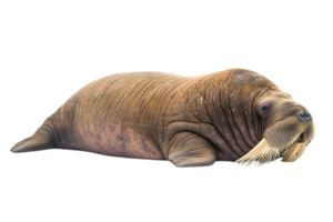 Walrus Lying Down, Side View png