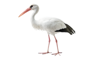 Majestic White Stork with Long Red Beak Standing on a Transparent Background in Side Profile with Detailed Feather Texture and Elegant Posture png