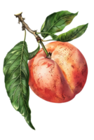 Peach on Branch with Green Leaves Isolated on Transparent Background in Detailed Botanical Illustration Style with Bright Colors and Sharp Focus png