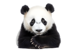 Portrait of a Cute Giant Panda Bear with Black and White Fur Isolated on Transparent Background Gentle Expression Claws Visible png